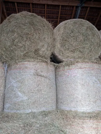 Bio Heu 1. Schnitt 2025