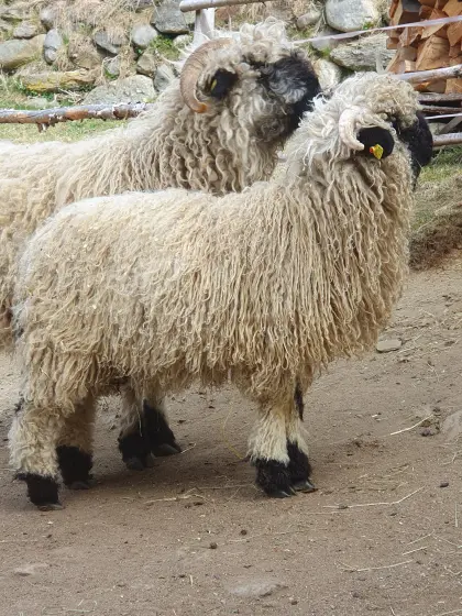 Walliser Schwarznasen Aue