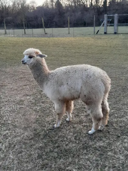 Alpaka Junghengst Beige