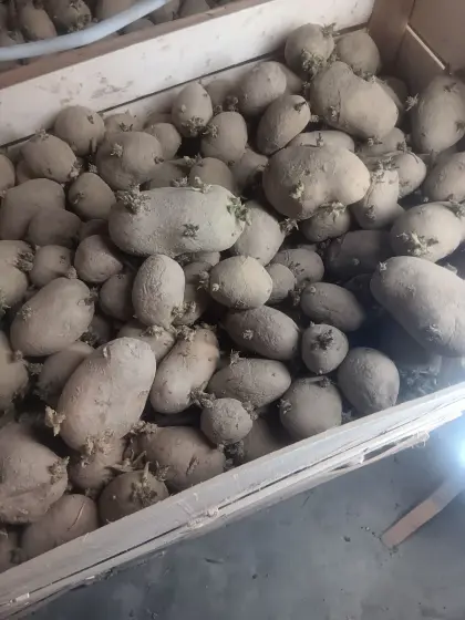 Frühkartoffelsetzer