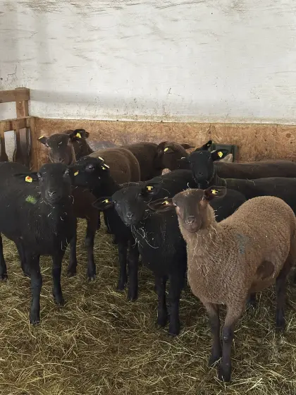 Jura Bio-Zuchtlämmer zu verkaufen