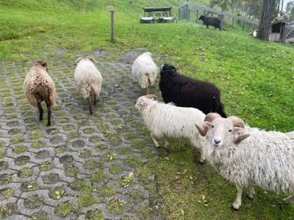 Quessant Schaf Familie abzugeben