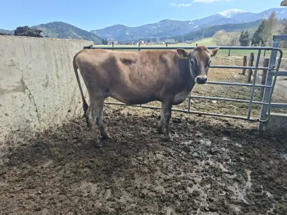 Trächtige Jerseykalbin