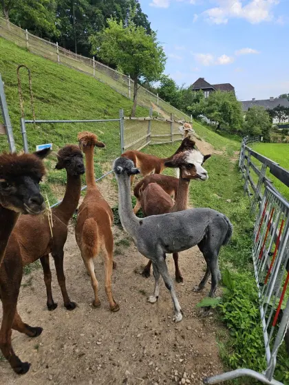 Alpakas zu verkaufen