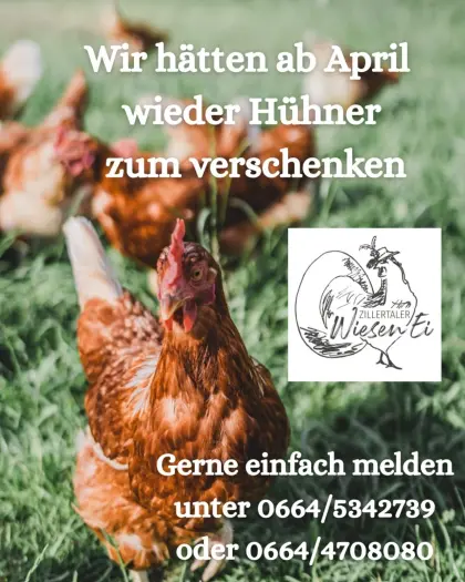 Hühner zu verschenken