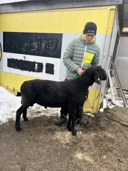 Schwarzer Bergschaf-Widder kein HB