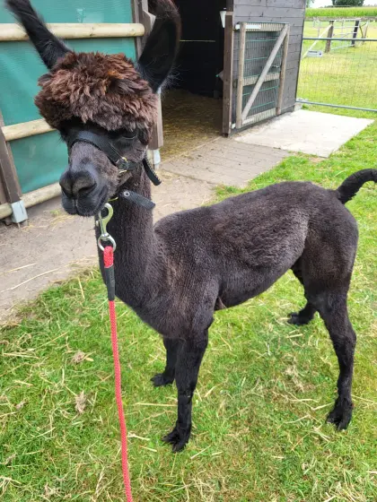 Alpaka Wallach Alpakawallach