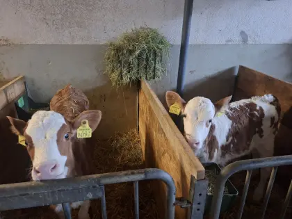 Bio FV/RF Kälber m/w