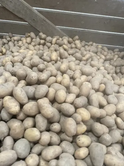 Speisekartoffeln Saatgut