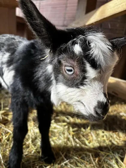 Tauernschecken Ziegenkitz ohne HB