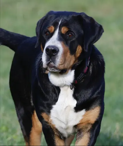 Große Schweizer Sennenhündin