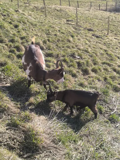 Ziege mit Kitz (Bock).