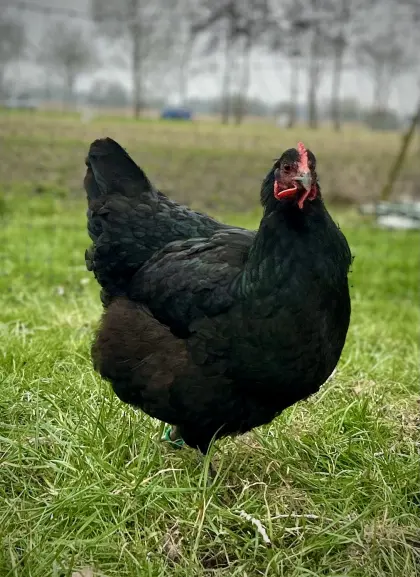 Jersey Giants Bruteier schwarz reinrassig, blutsfremd