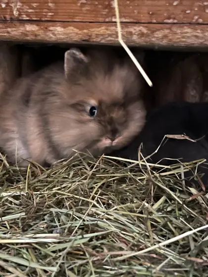 Mini Teddy Löwenkopfzwerghasen