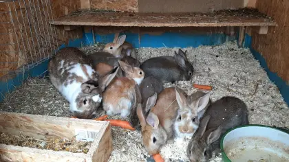 Scheck - Deutsch Großsilber Gelb Kaninchen