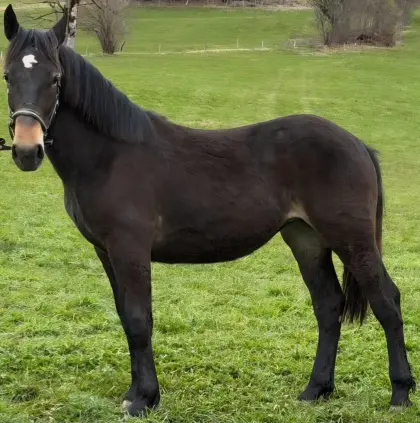 Noriker Stutjährling