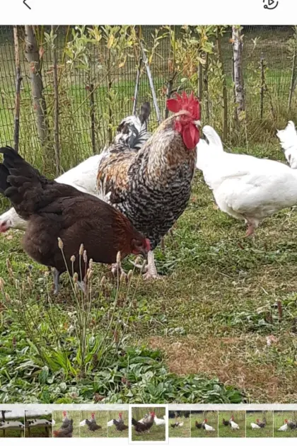 Alte Hähne/Suppenhähne