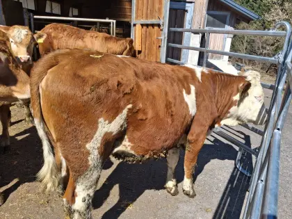 Bio Kalbin trächtig