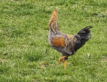 Grünleger-Hähne zu verschenken