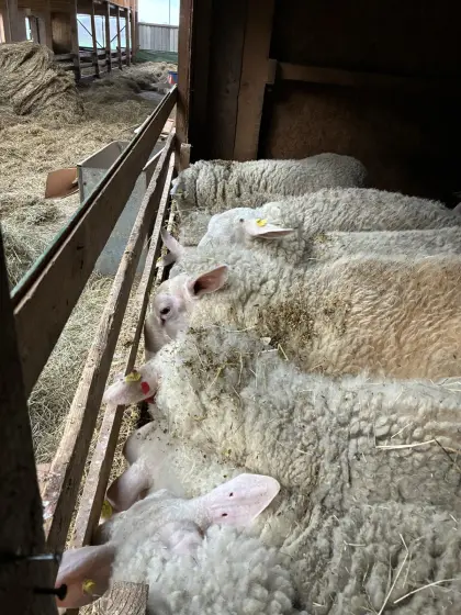 Ostfriesische Altschafe