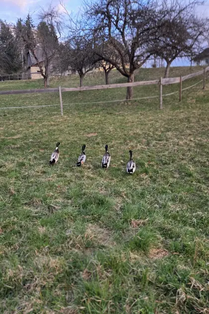 Laufenten Erpeltruppe