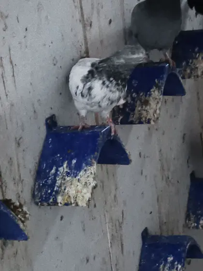 Hochflieger Pakistanische Taube