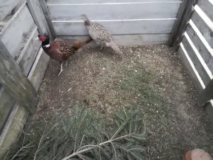 Verkaufe Fasanpärchen