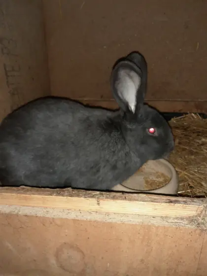 BlWe Deutscher Riesenscheckrammler