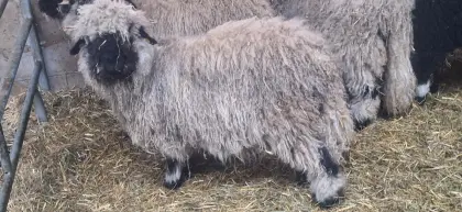 Walliser Schwarznasenauen