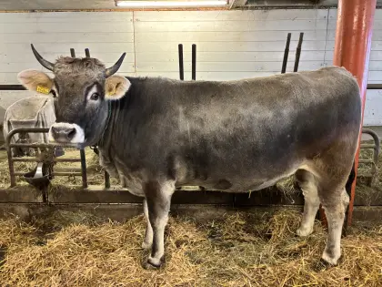 Verkaufe Tiroler Grauviehkalbin