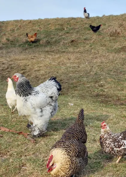 Bruteier meiner bunten Truppe