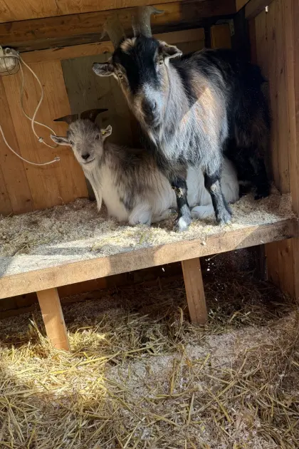 Verkaufe 2 Zwergziegenböcke