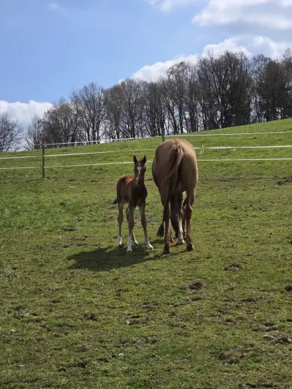 Reitponyhengstfohlen sucht ab Herbst seinen Herzensmensch