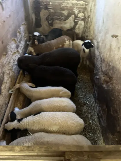 Schafherde zu verkaufen – Merino, Dorper, Shropshire & mehr