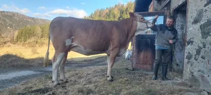 Trächtige Fleckviehzuchtkalbin