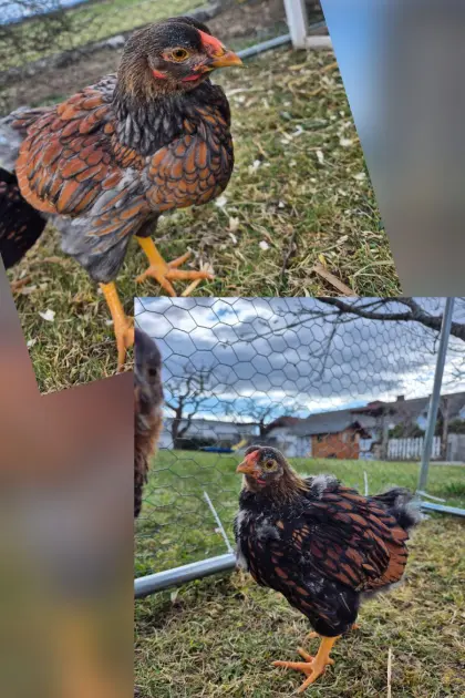 Wyandotten Junghähne