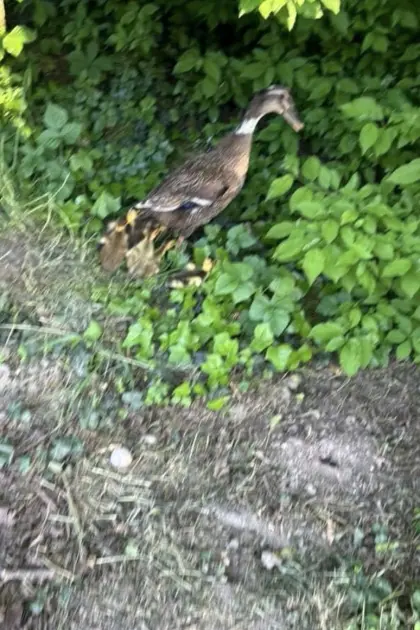 Laufenten-Familie zu vergeben