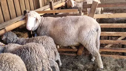 Merino Bock Deckbock reinrassig groß