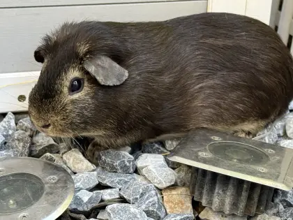 Meerschweinchen männlich