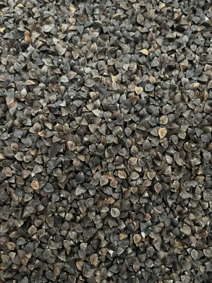 BIO - Buchweizen SLK-Sorte Billy Ernte 2025