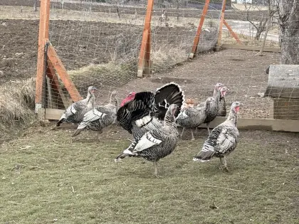 Bruteier Narragansett-Puten