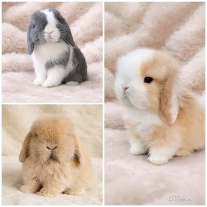 Minilops Zwergwidder