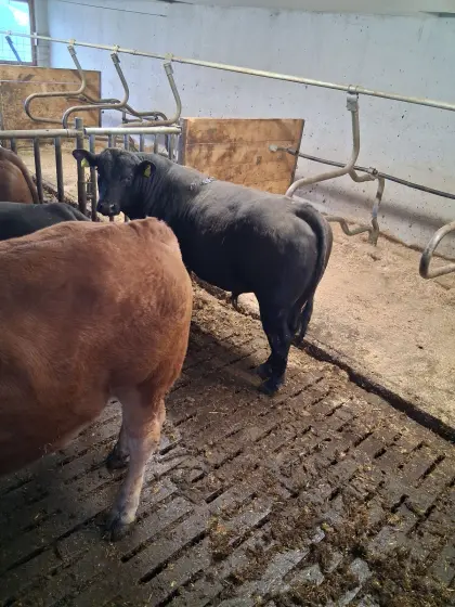 BIO Angus Stier