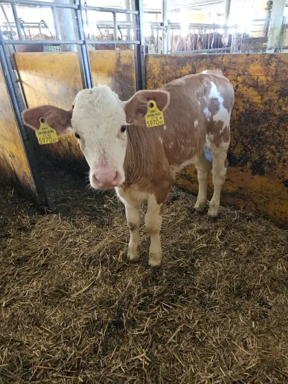 Bio-Fleckviehzuchtkalb