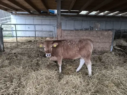 Murbodner Jungkalbinnen Mast oder Zucht