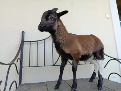 Bio Kamerun Widder Frido