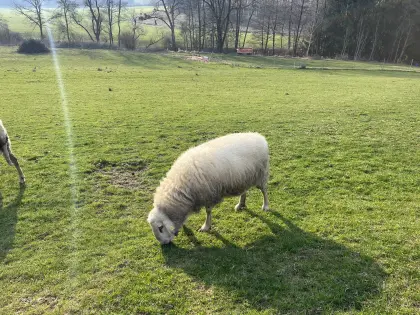 Zwei Kärntner Brillenschaf-Böcke aus eigener Zucht zu verkaufen