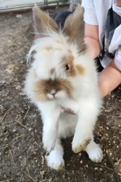 Hase männlich