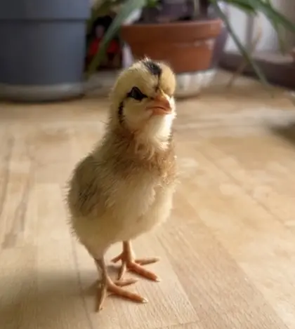 Küken