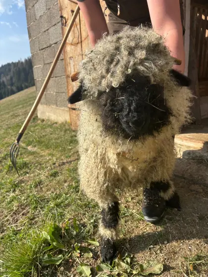 Weibliche Walliser Schwarznasen